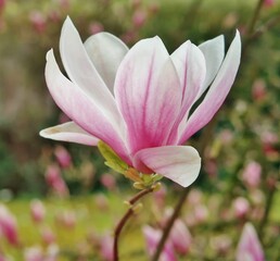 Magnolienblüte