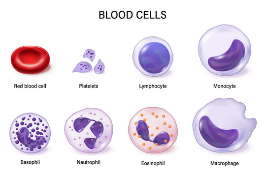 Blood cells. Red blood cells, white blood cells, and platelets. Erythrocyte. Thrombocyte. Leukocytes: Lymphocyte, Monocyte, Basophil, Neutrophil, Eosinophil and Macrophage.
