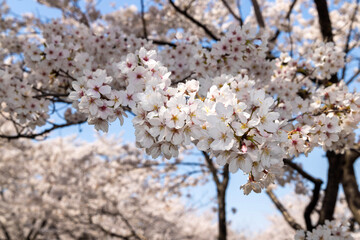 Obraz premium cherry tree blossom