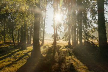 Gorgeous sun rays in the forest during a summer morning. Spectacular light in the forest - 588249605