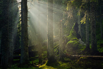 Gorgeous sun rays in the forest during a summer morning. Spectacular light in the forest - 588249650
