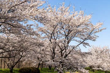 Fototapeta premium tree blossom