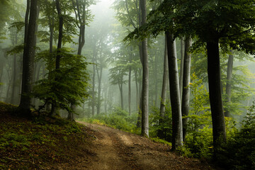 Beautiful trail in foggy forest. Summer day in the forest - 588249851
