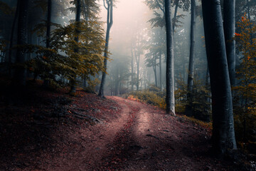 Spooky dark trail in foggy forest. Horror landscape with strange fog in the background