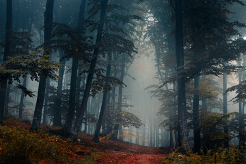 Spooky dark trail in foggy forest. Horror landscape with strange fog in the background - 588249884