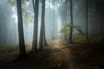 Dark foggy forest. Creepy misty woods. Dark trail in the woodland. Spooky fog in the misty forest