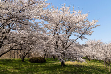 Obraz premium tree blossom