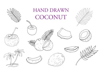 Coconut and leaf set, outline icon vector illustration. Hand drawn whole coconut and cut into slices.