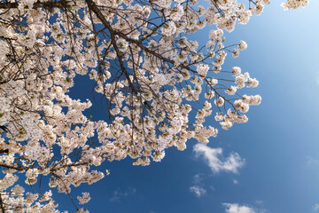 cherry blossom against sky