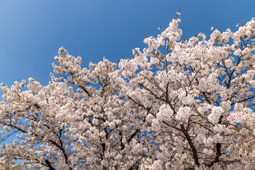 blooming tree