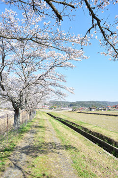 桜並木