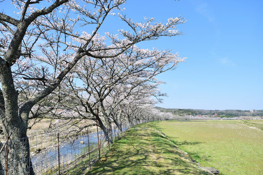 桜並木