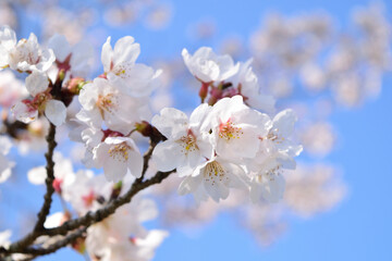 桜の花びらアップ