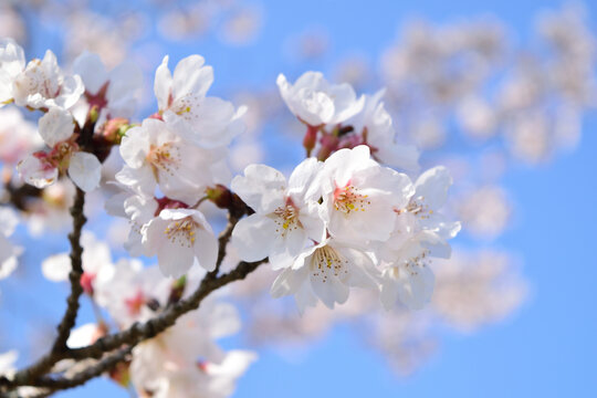 桜の花びらアップ