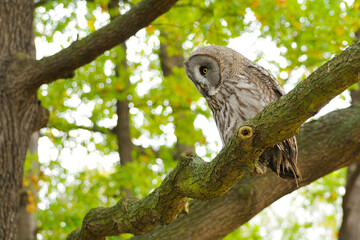 Portrait eines Bartkauzes  (Strix nebulosa) 