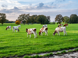 Young reddish brown dairy cows grazing on meadow in countryside near Denekamp, Overijssel,...
