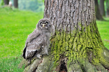 Junger Bartkauz (Strix nebulosa)