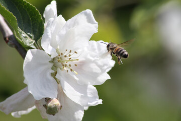Biene bestäubt Apfelblüte