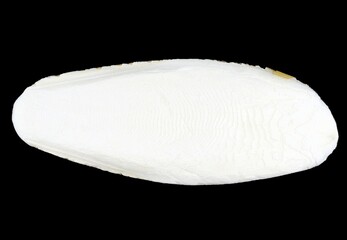 Cuttlefish bone - shell of cuttlefish, used for beak grinding and as a source of calcium for exotic birds and some other animals. Isolated on black background