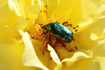 Cetonia aurata beetle on yellow rose flower