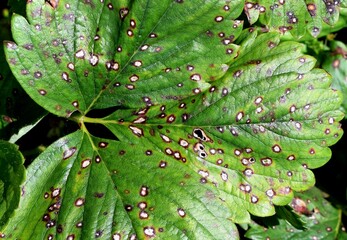 Strawberry leaf spot - widespread fungal disease caused by Mycosphaerella fragariae fungus. Symptoms on the foliage of garden strawberries, close up view