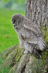 Junger Bartkauz (Strix nebulosa)
