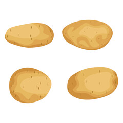 Vector illustration of potato, set of fresh whole and sliced potatoes isolated on white background. Half peeled potato with the twirling skin peel over it, chip, chips