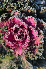 Beautiful ornamental decorative cabbage covered with a morning frost background. Organic purple...