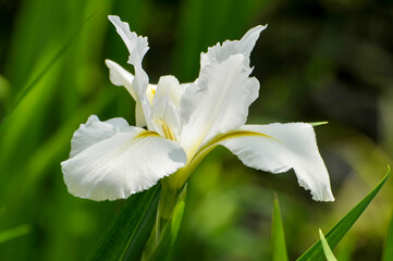 close up of white flower