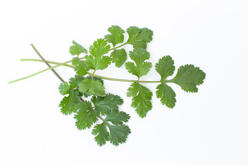 パクチー 白背景