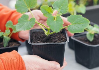 Growing seedlings of pumpkin,cucumbers or zucchini in pots with organic soil.Female hands take care of plants.Agriculture and vegetable growing concept.