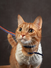 happy playing red cat with a sweater. Funny pet on a brown background.