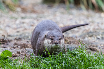 Short clawed otter on the ground