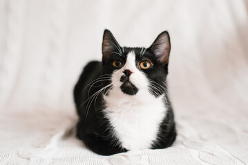 Cute black and white cat looking at the camera in bed