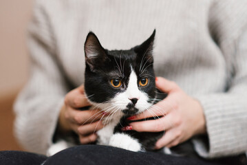 Cute black and white cat is sitting on the lap of the hostess, who is stroking him