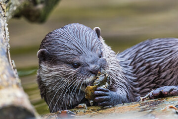 Short clawed otter eating a crab - 588253063