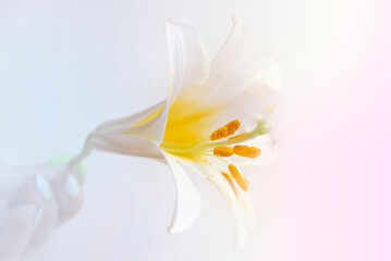 Fototapeta na wymiar One bud white lily flower close up