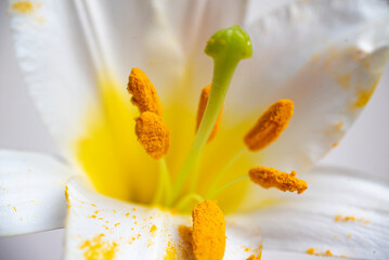 A close-up shot of a lily flower from the inside. White lily with yellow pollen