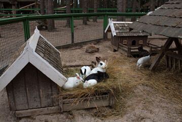 Many rabbits eat grass near their hut
