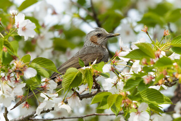 白い花と緑の葉とヒヨドリ
