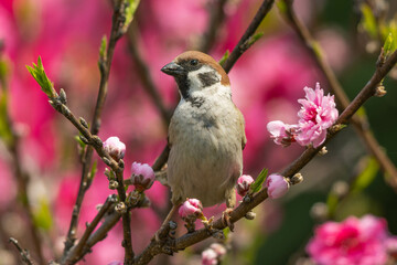咲き始めたピンク色の花の枝に立つスズメ
