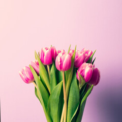 Beautiful bunch of fresh tulips in full bloom on pastel purple background. Copy space for text. Spring flowers.