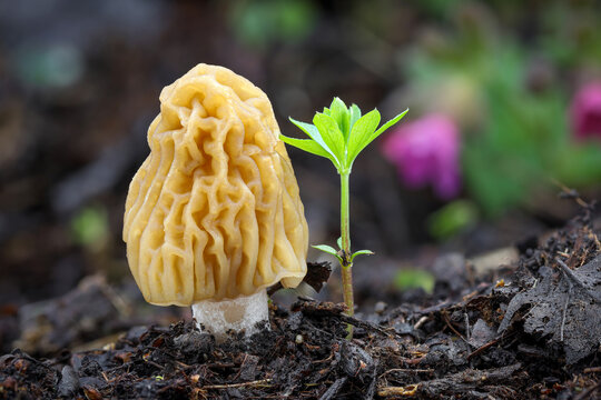 Detail shot of Verpa bohemica - edible and tasty mushroom