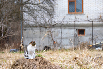 Obraz premium A yard cat sits on a pile of last year's dry grass against the background of a brick house in blur.