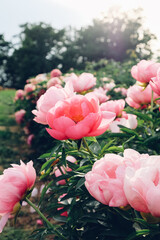 Beautiful fresh coral pink peony flowers in full bloom in the garden, close up. Summer natural flowery background.