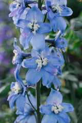 Blue delphinium flower in large pan in summer in the garden
