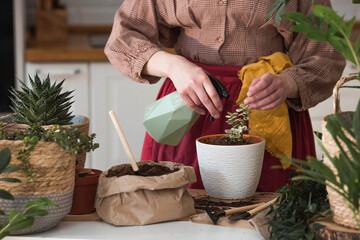 A young woman in vintage clothes in the interior of the kitchen carefully looks after, transplants and waters indoor plants. Girl's hands and plants close-up. Garden.