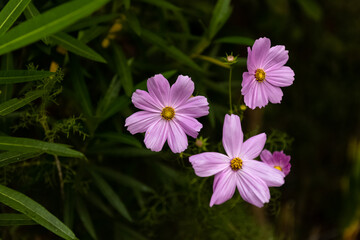 Fototapeta premium Pink Cosmos flowers against green leaves, field with Selective Focus on the Subject. macro. close up.