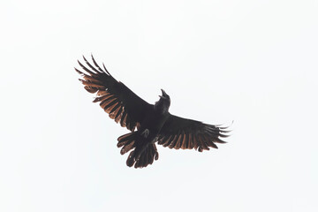 Fototapeta na wymiar Raven beautifully spreading its wings isolated on white background
