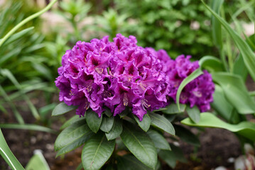Purple flowers of the Rasputin rhododendron in the spring in the garden